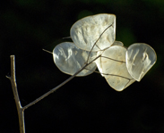 Frankfurtpflanzen7 183.jpg